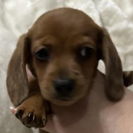 Dachshunds from A-Z Dachshunds