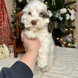 Yukon - Brown and white male Cockapoo puppy in Rolla, Missouri from Diamond K