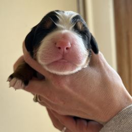 Boy 3 - Bernese Mountain Dog puppy in Ceres, Virginia from Foggy Mountain Berners and Doodles
