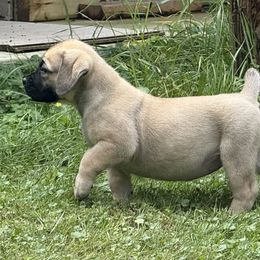 Purple Collar - Fawn female Boerboel puppy in Manitowoc, Wisconsin from Mae Boerboel