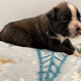 Axe - Brindle female Boxer puppy in Oak Lawn, Illinois from Chicago Boxers & Yorkies