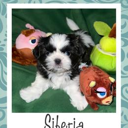 Shih Tzu Puppies from Lavender Lane Tzus
