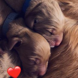 Golden Retriever Puppies from Sydney’s Goldens