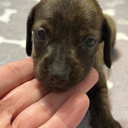 Minnie - Brindle female Dachshund puppy in Raeford, North Carolina from Army of Dachshunds