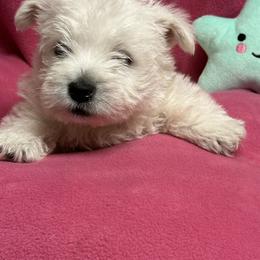Girl 3 - White female West Highland White Terrier puppy in Scurry, Texas from Karen Williams's West Highland White Terriers