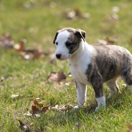 Whippet Puppies from Aperture Whippets