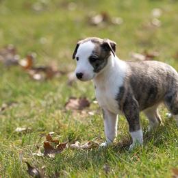 Whippet Puppies from Aperture Whippets