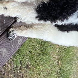 Poodle Puppies from Cindy L Bugg