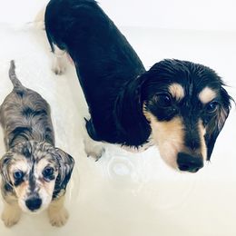 Dachshund Puppies from KR Mini Daschunds