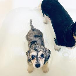 Dachshund Puppies from KR Mini Daschunds