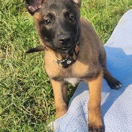 Belgian Malinois and Labrador Retriever Puppies from Wings of Freedom Retrievers and Malinois