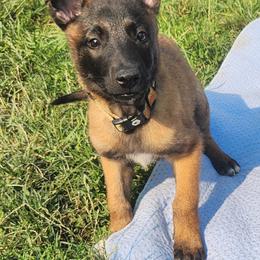 Belgian Malinois and Labrador Retriever Puppies from Wings of Freedom Retrievers and Malinois