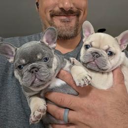 French Bulldog puppies from Fav Frenchie Boutique
