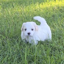 Havanese, Havapoo, and Poodle Puppies from Parlor Pups