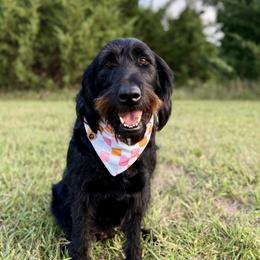 Sassy - Black female Labradoodle puppy in Adams, Nebraska from Boxcar Doodles and Poodles