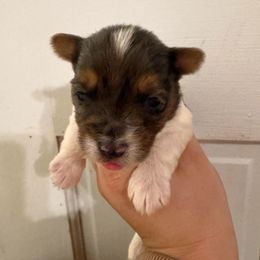 Girl 3 - Chocolate, tan and white female Yorkshire Terrier puppy in Bolton, Connecticut from Elle Yorkies