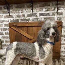 Winston - Poodle