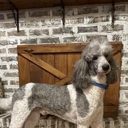 Winston - Poodle