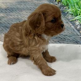 Cavalier King Charles Spaniel puppies from Shelli's Puppies