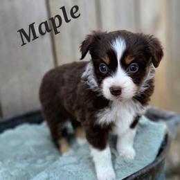 MAPLE - Red tri female Toy Australian Shepherd puppy in Viking, Minnesota from Son Shine Farm