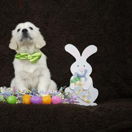 Golden Retriever Puppies from K & M Golden Retrievers