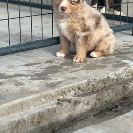 Ali - Red merle Australian Shepherd puppy in Mineral Wells, Texas from A6 Australian Shepards