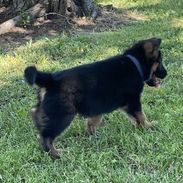 Boy 6 - Black and red German Shepherd puppy in Galt, California from At Redwood Runs