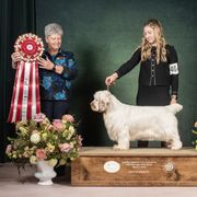 Parker - Clumber Spaniel
