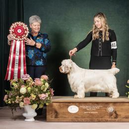 Parker - Clumber Spaniel