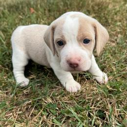 Kenzie - Lemon and white female Beagle puppy in Rogersville, Missouri from Hales Little Beagle Haven