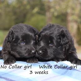 First Pick girl - Black female German Shepherd puppy in Elkmont, Alabama from Oakmont Shepherds