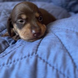 Lil Mama - Chocolate and tan female Dachshund puppy in Guthrie, Oklahoma from Kingdom Mini Dashchunds