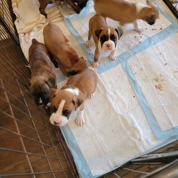 Boxer Puppies from Suarezakcboxersllc
