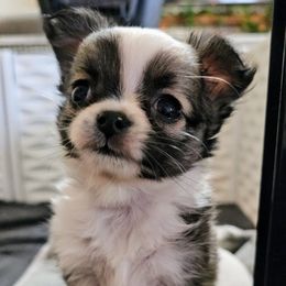 Girl 1 - Fawn brindled black Chihuahua puppy in Downey, Idaho from Seven Diamond Chihuahua's
