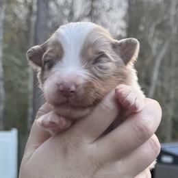Poseidon - Red merle male Australian Shepherd puppy in Jacksonville, Florida from Solace Australian Shepherds