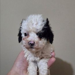 Riley - Black & white male Maltipoo puppy in Everett, Washington from Meadows Ranch