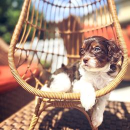 Aphrodite - Chocolate female Cavapoo puppy in Spring Hill, Florida from Parisian Puppies