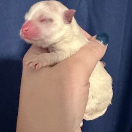 Evan - White male Pomeranian puppy in Springfield, Missouri from Hope Mountain Pomeranians