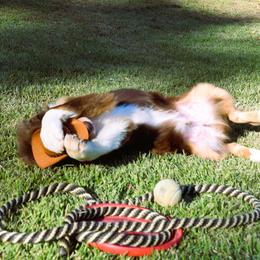Scotty - Red tri-color Australian Shepherd puppy in Chester, South Carolina from Faith Built Ranch