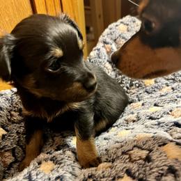 Prague Ratter Puppies from North Star Gem’s Prague Ratters