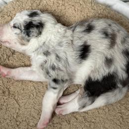 Border Collie Puppies from Roaring River Border Collies