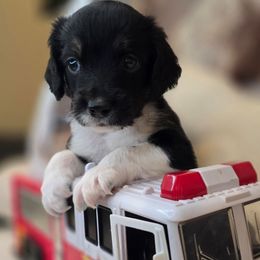 Elvis - Black male Double Doodle puppy in Prescott Valley, Arizona from Ramirez Family Doodles