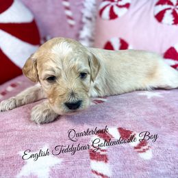 Quarterback - Cream male Goldendoodle puppy in Grove, Oklahoma from Guinn Family Farms