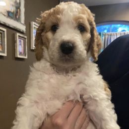 Goldendoodles from Doodle Paws