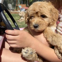 Joker - Red  male Goldendoodle puppy in Clinton, Utah from Golden Law Kennels