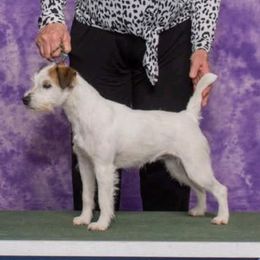 Ginny - Parson Russell Terrier