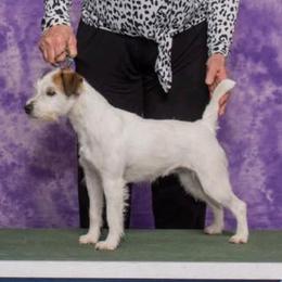 Ginny - Parson Russell Terrier