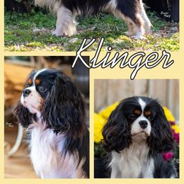 Klinger - Cavalier King Charles Spaniel