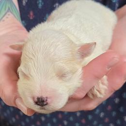 Tortellini - White female Miniature Schnauzer puppy in Allison, Iowa from Firefly Stables