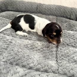 Rose - Piebald female Dachshund puppy in Palestine, Texas from Oak tree Dachshunds